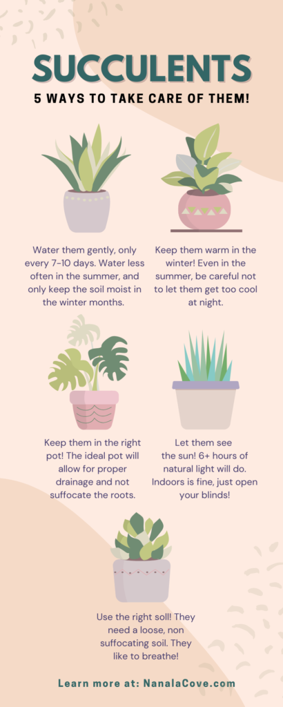 5 different succulents infographic